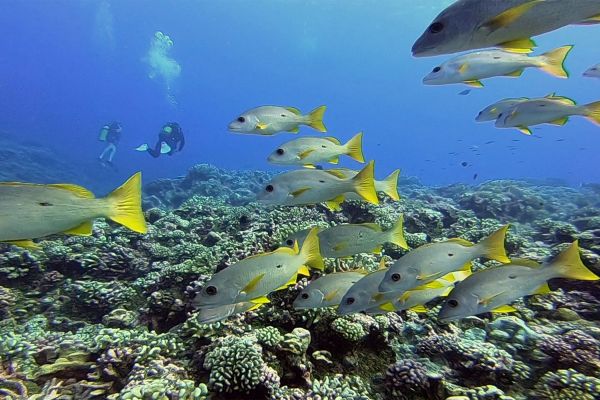 Kaina plongée Passe nord de Fakarava